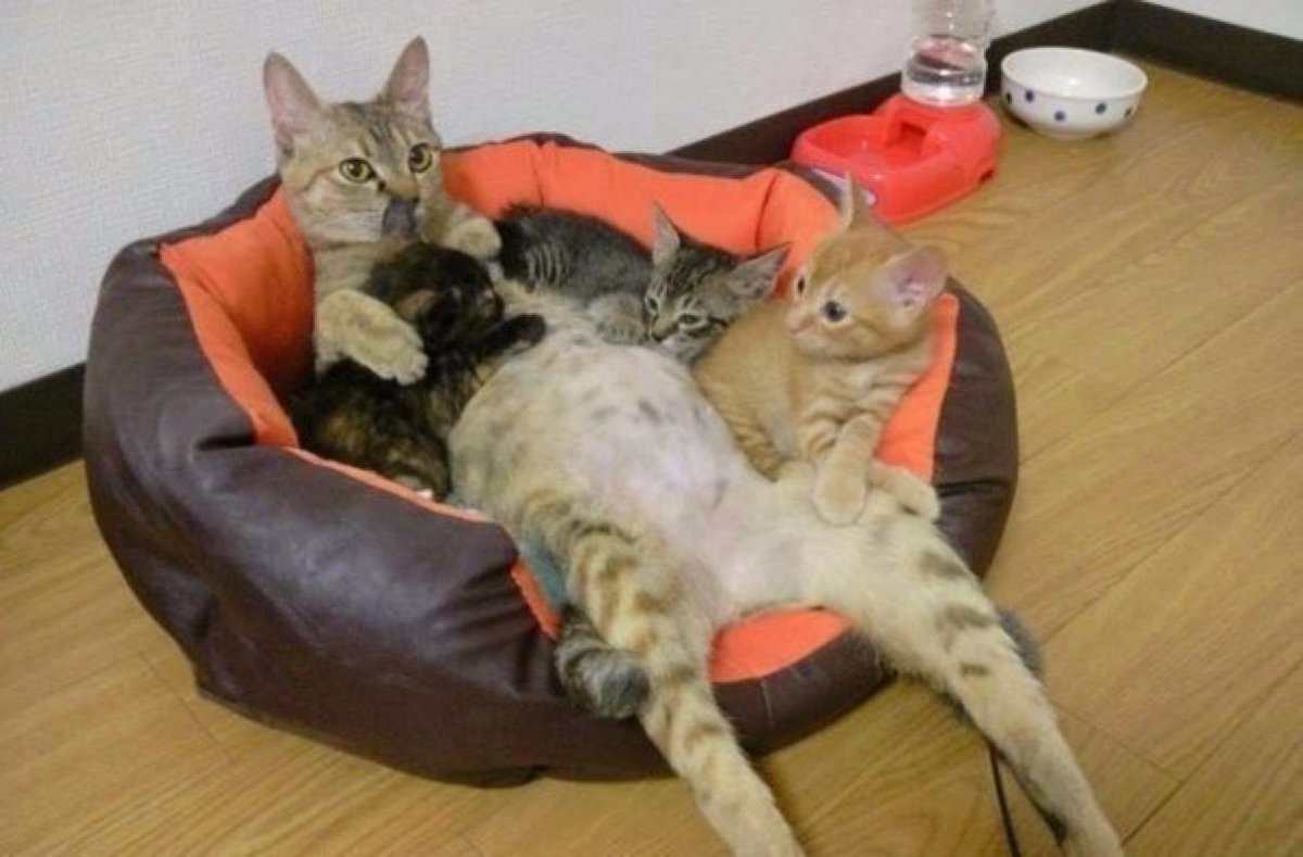 Уставшая мама кошка с котятами