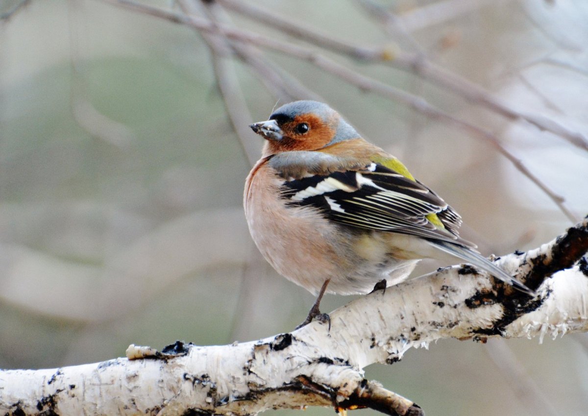Обыкновенный Зяблик