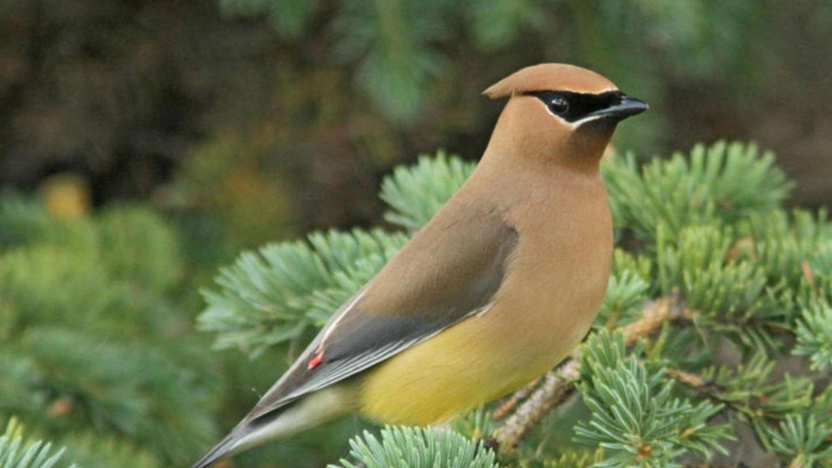 Свиристель обыкновенный