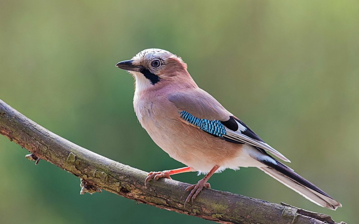 Сойка европейская