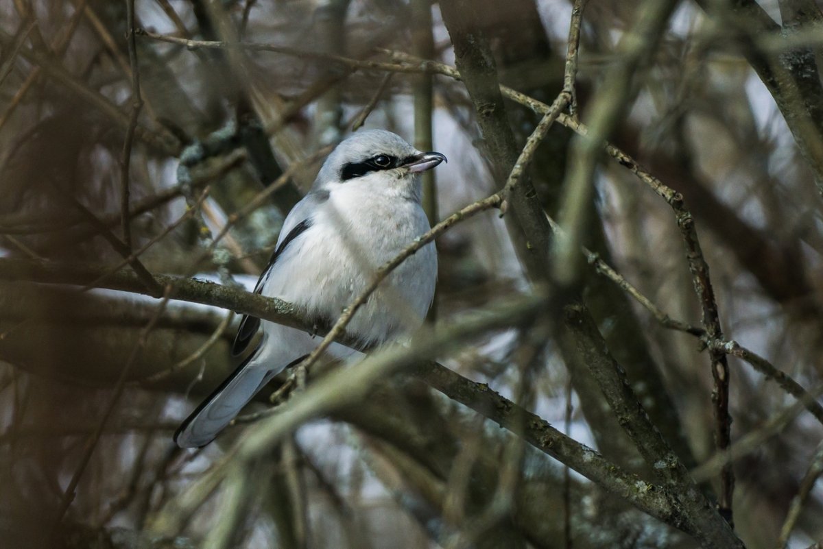 Птицы Северо-Запада России