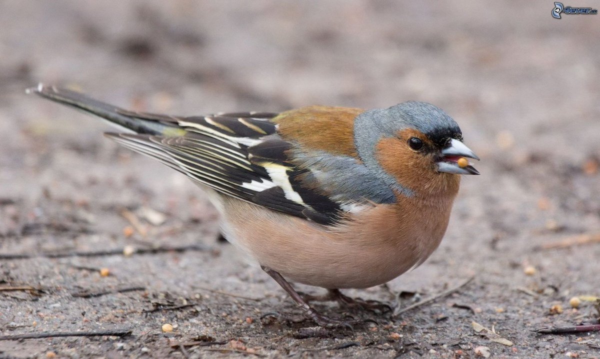 Птицы Подмосковья Зяблик