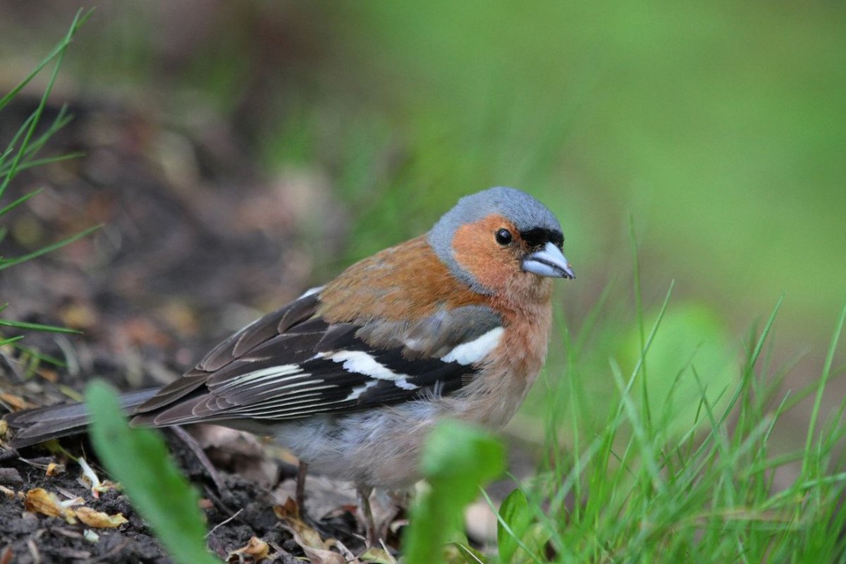 Обыкновенный Зяблик