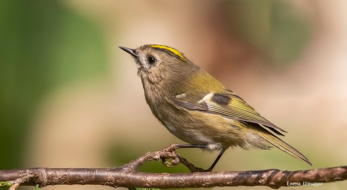 Маленькие птички сентября