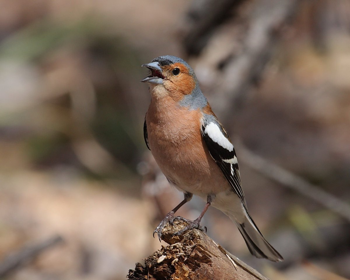 Вьюрковые Зяблик