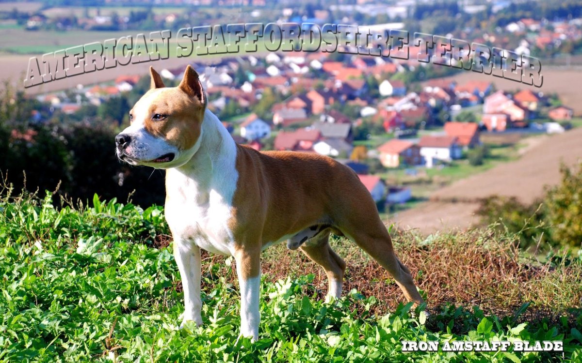 Аргентинский стаффордширский терьер