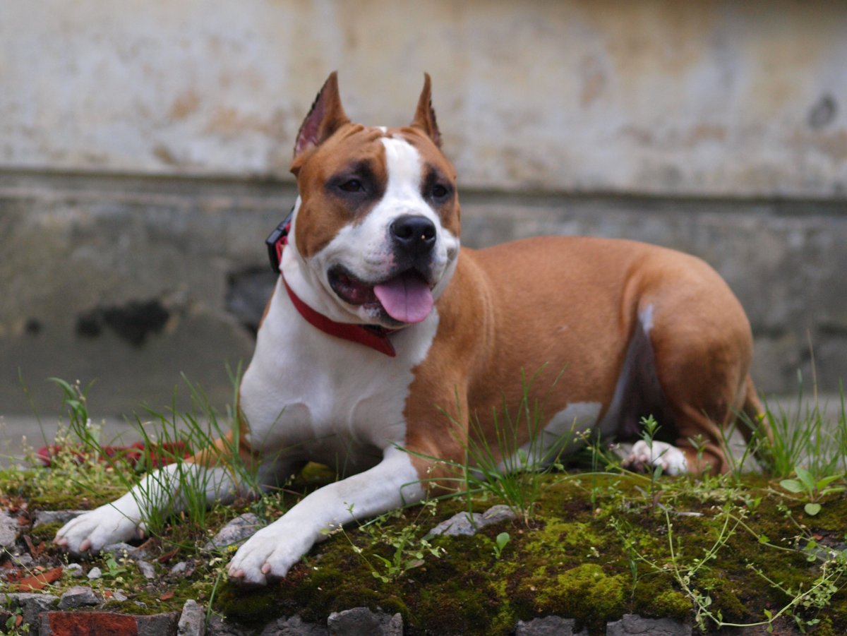 Американский стаффордширский терьер