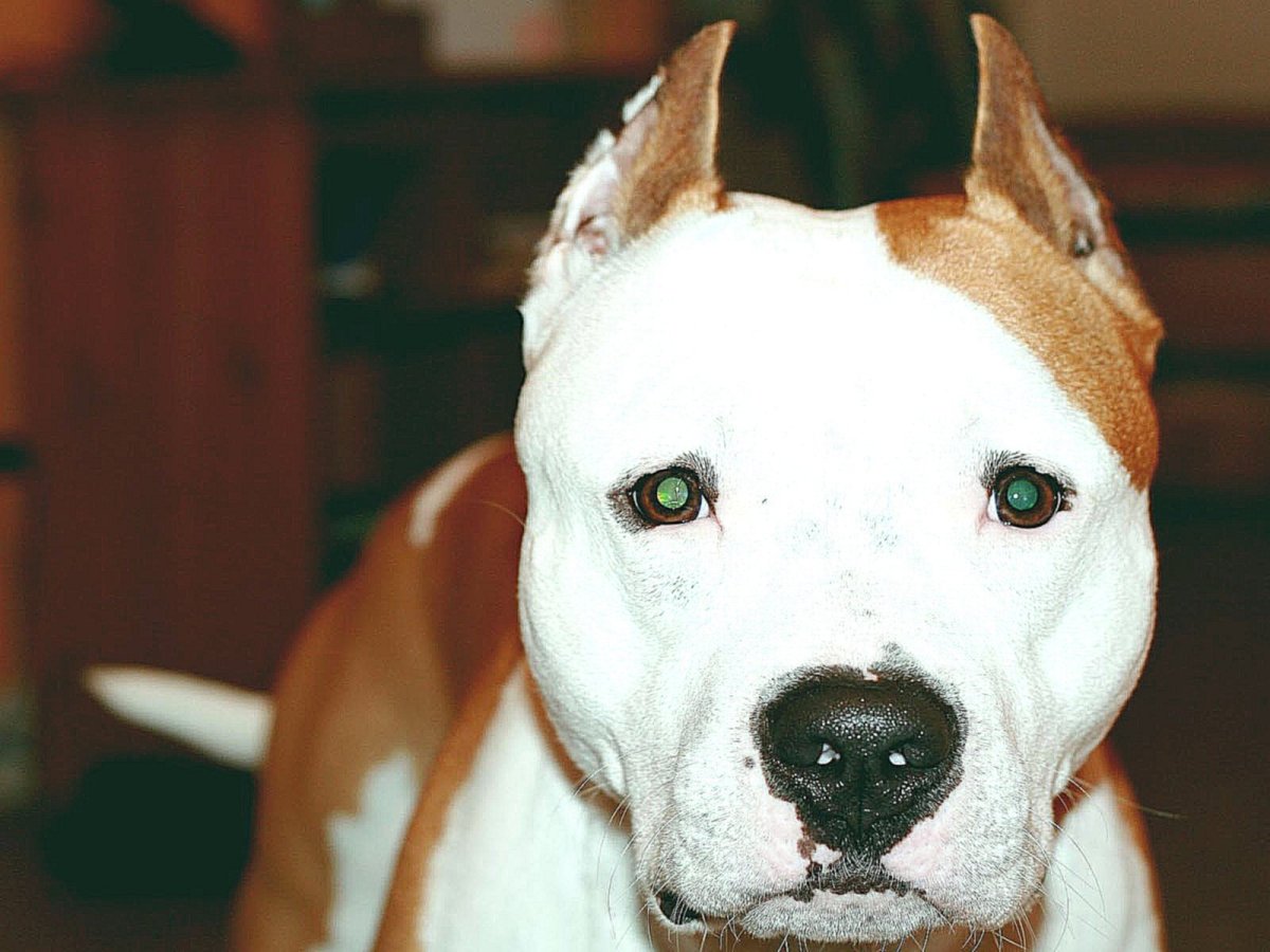 Карликовый стаффордширский терьер