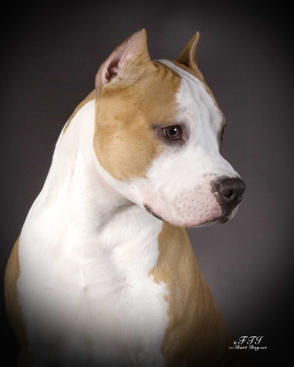 Амстафф и питбуль