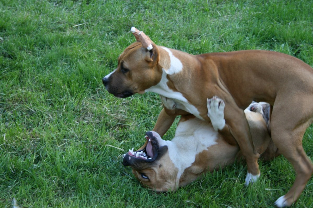 Стаффордширский терьер морда