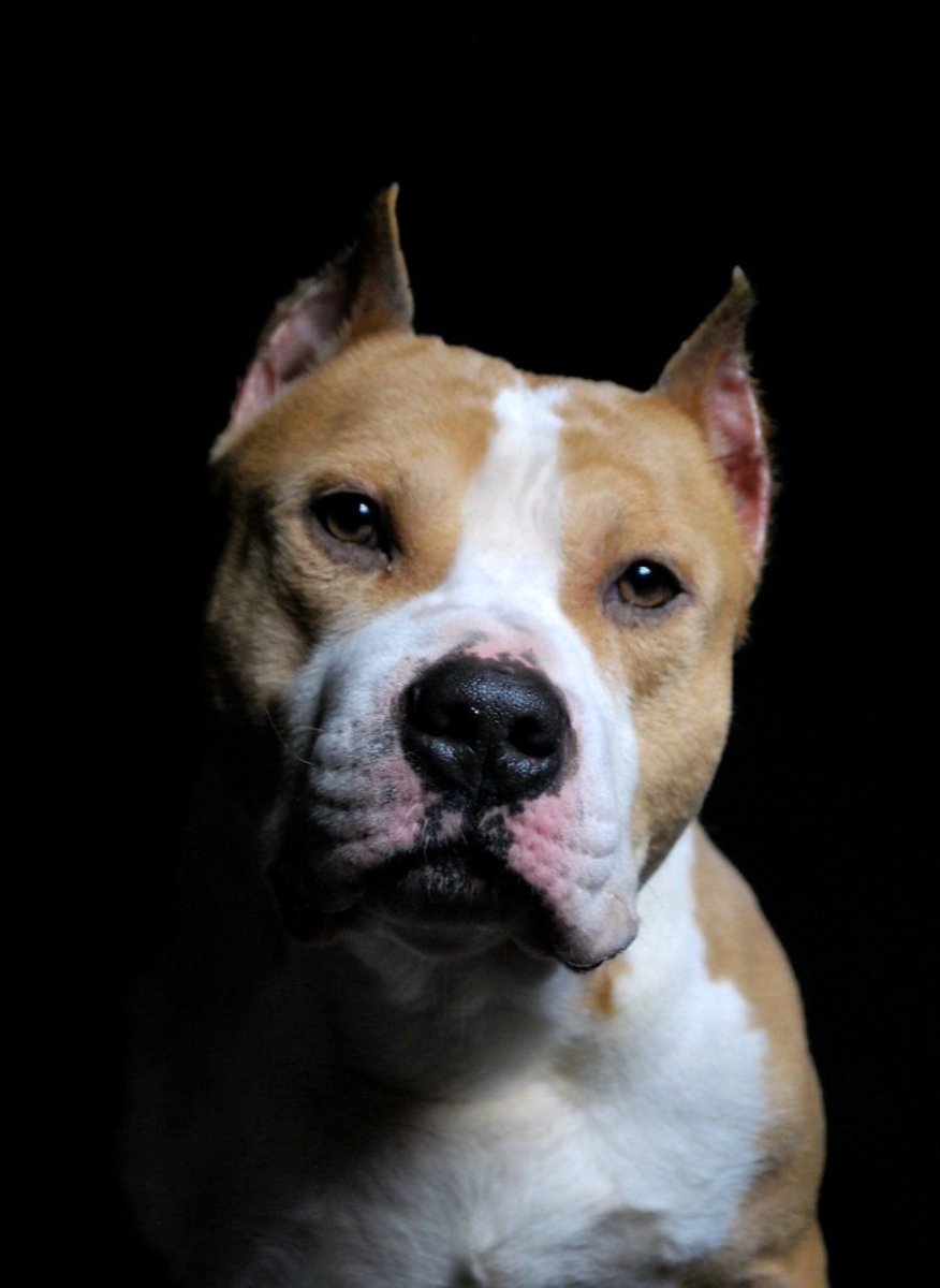 Питбуль и Стаффорд черно белый