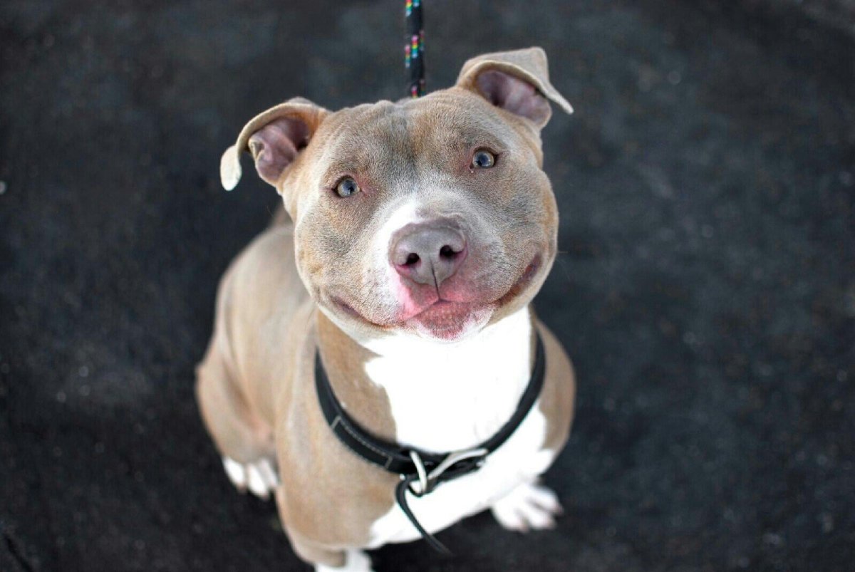 Амстафф Бруно 2000 года