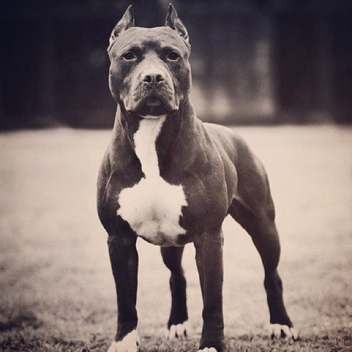 Американский стаффордширский терьер Локи