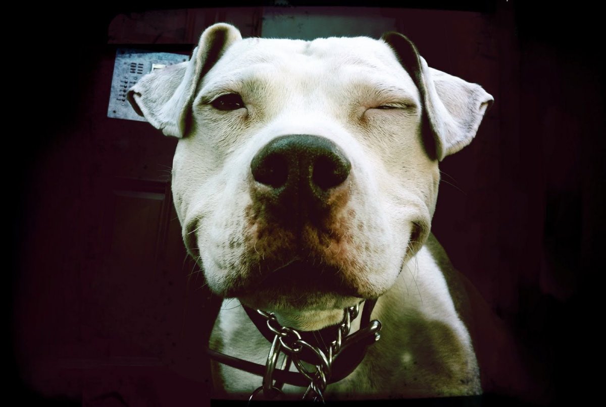 Стаффордширский терьер американский питбультерьер