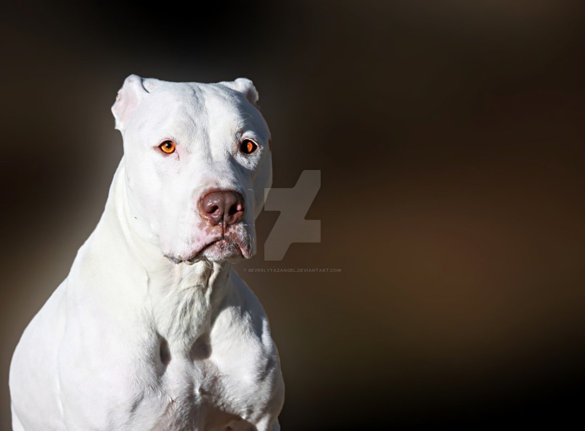 Собака бульдог американский бойцовская