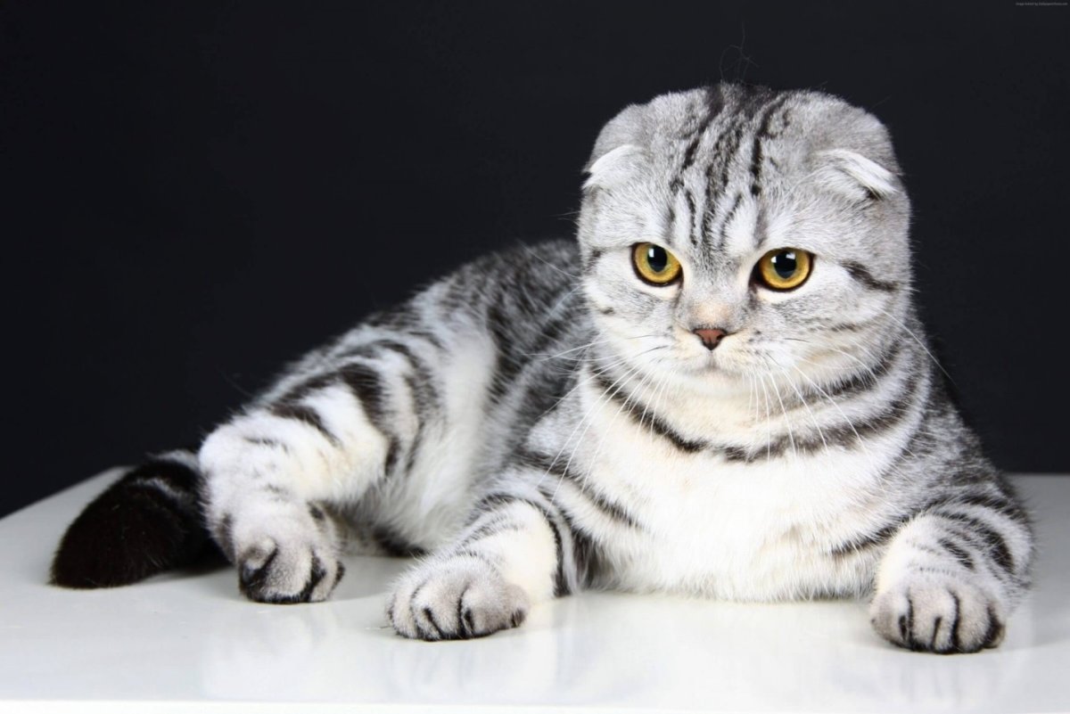 Шотландский вислоухий кот скоттиш фолд