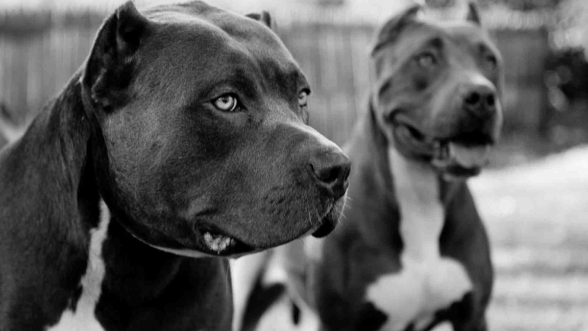 Кабаний окрас стаффордширский терьер