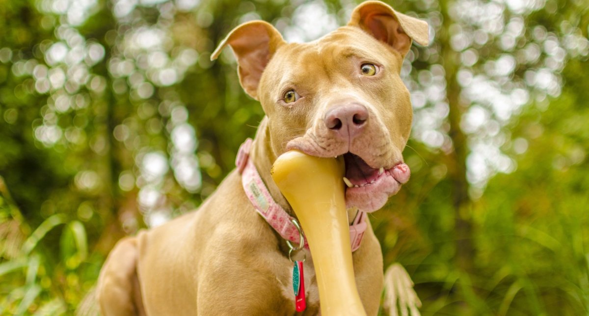 Вольер амстафф питбуль