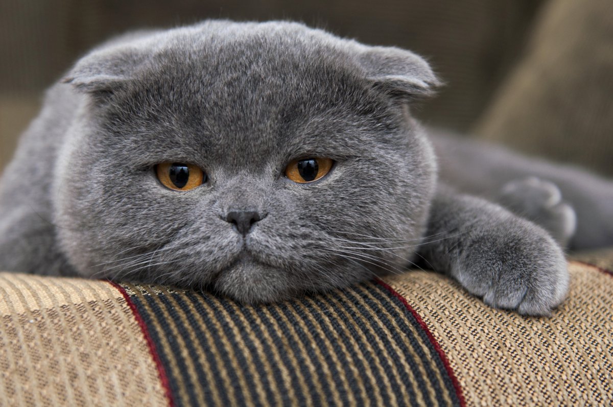 Шотландская вислоухая кошка