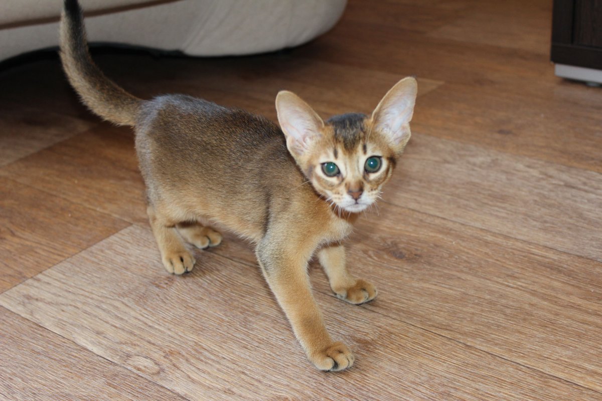 Абиссинская кошка дикий окрас