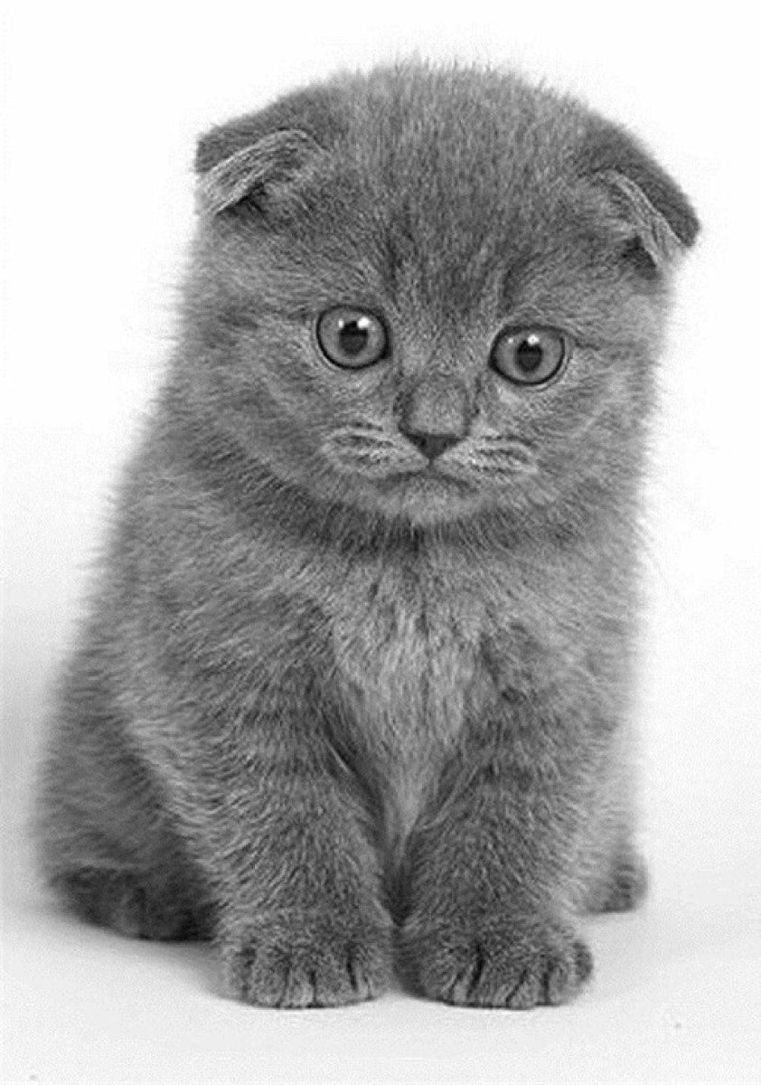 Шотландская вислоухая кошка