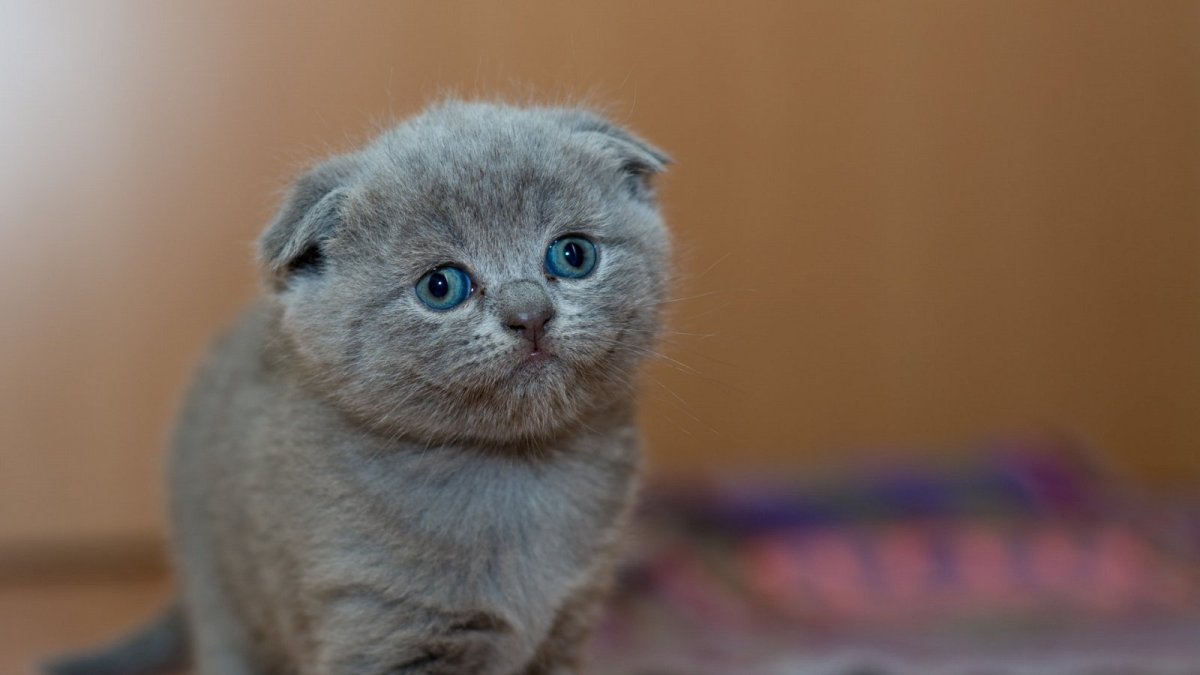 Скоттиш фолд