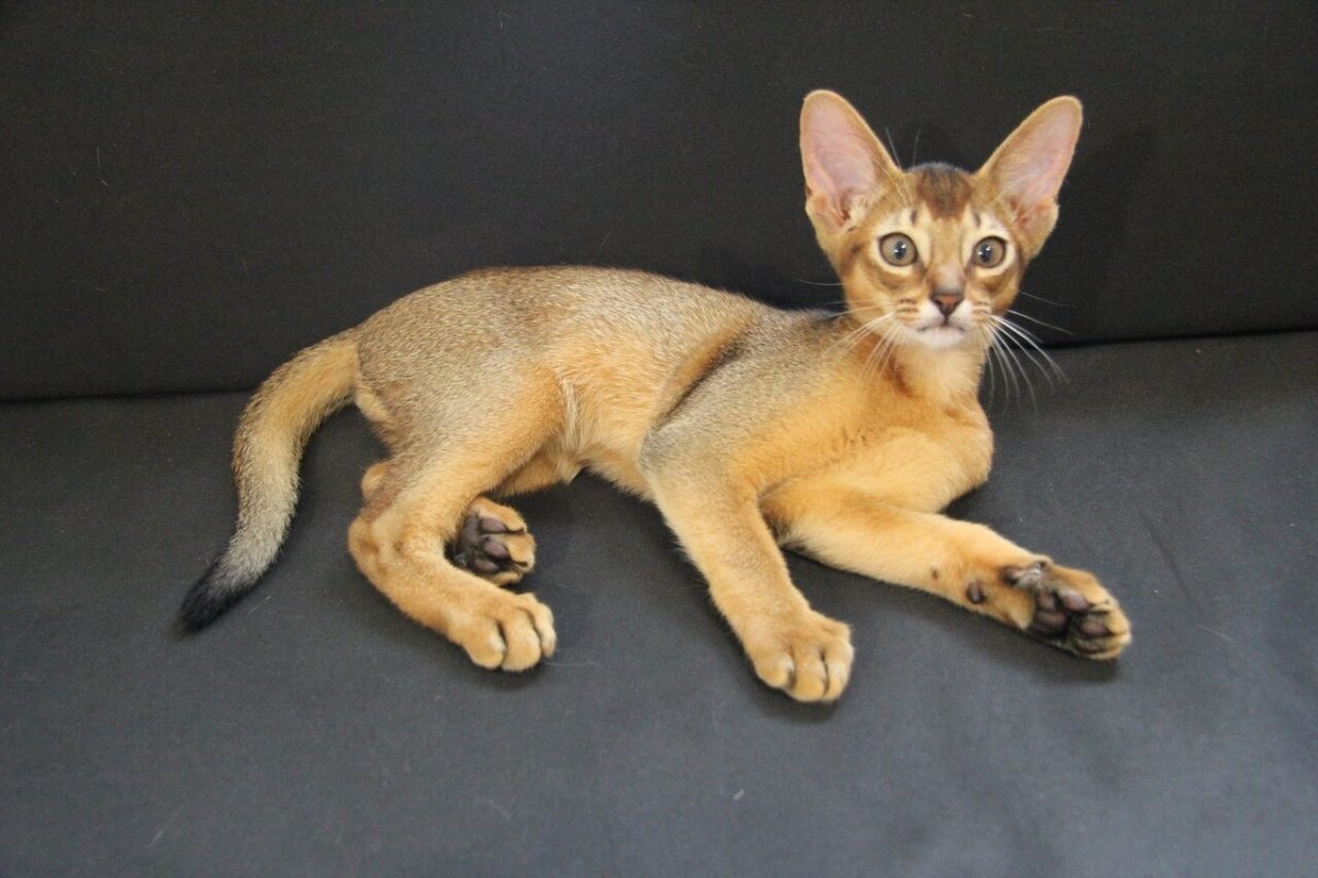 Абиссинская кошка леопардового окраса