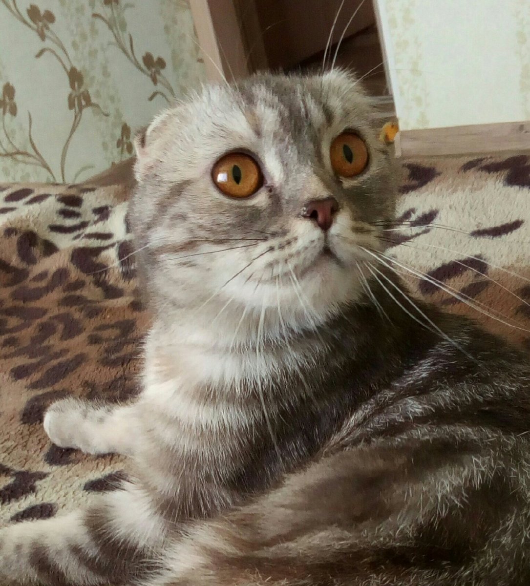 Шотландская вислоухая кошка черная полосатая
