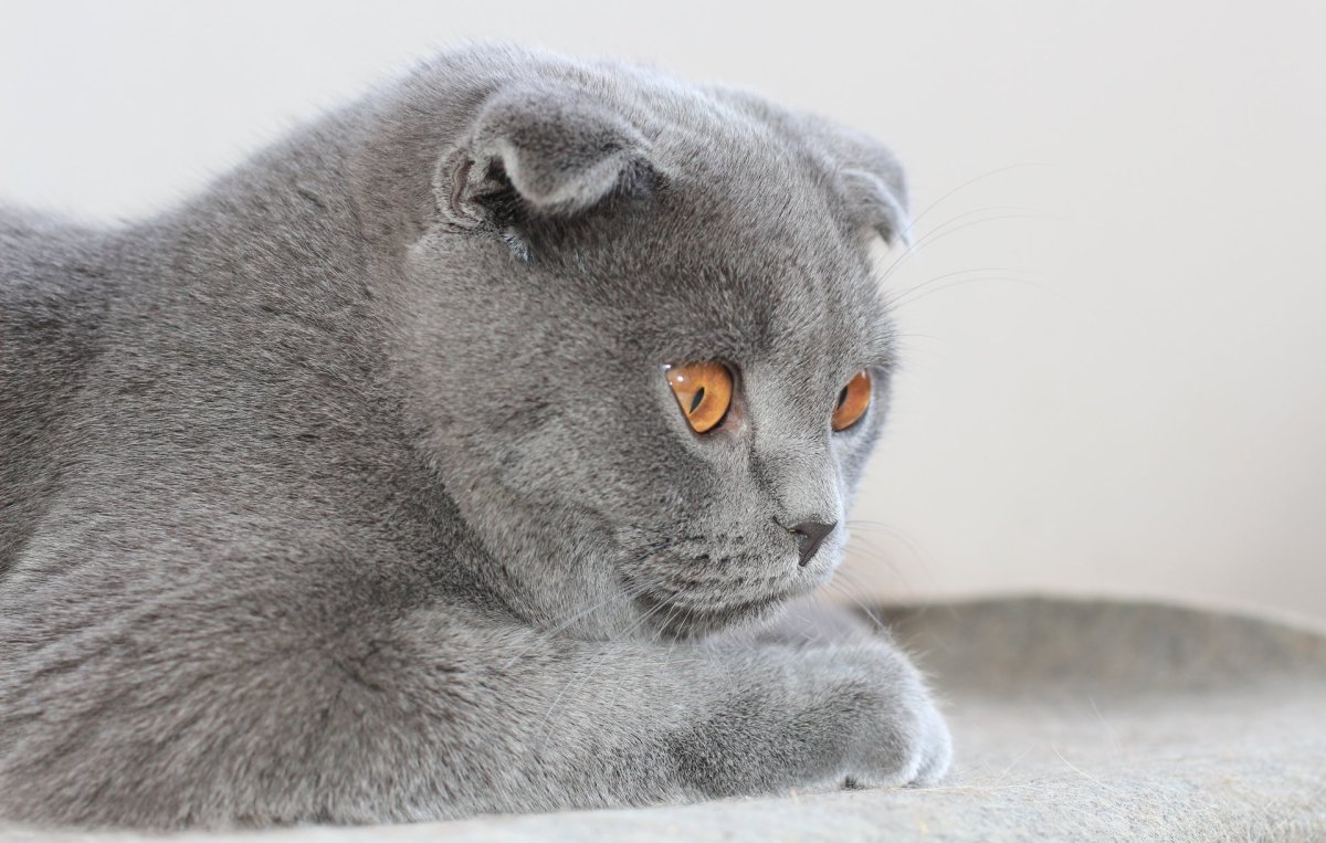 Шотландский вислоухий кот серый