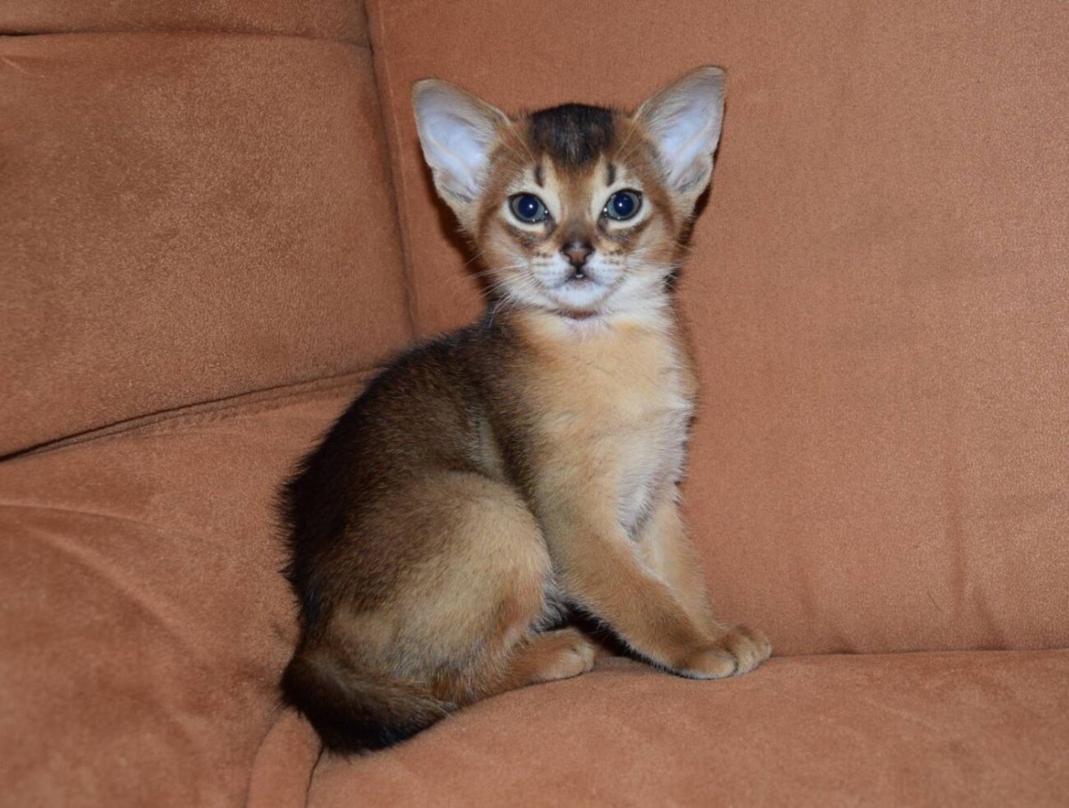 Абиссинская кошка дикий