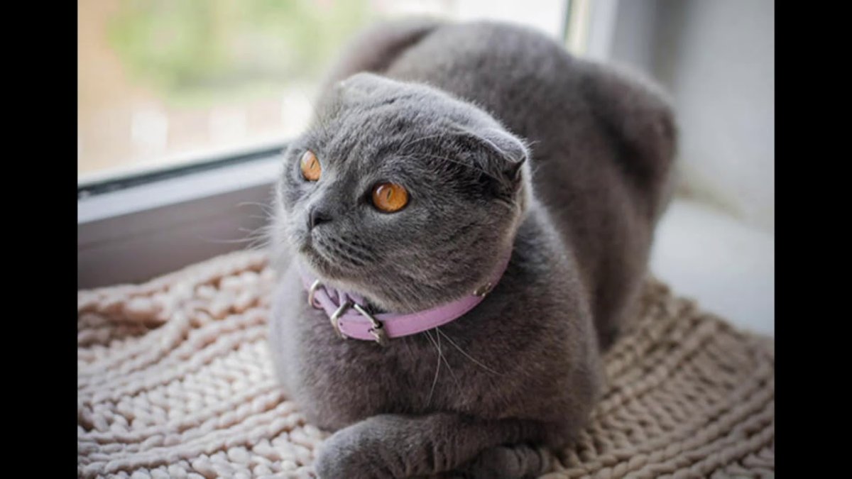 Кот шотландец вислоухий серый