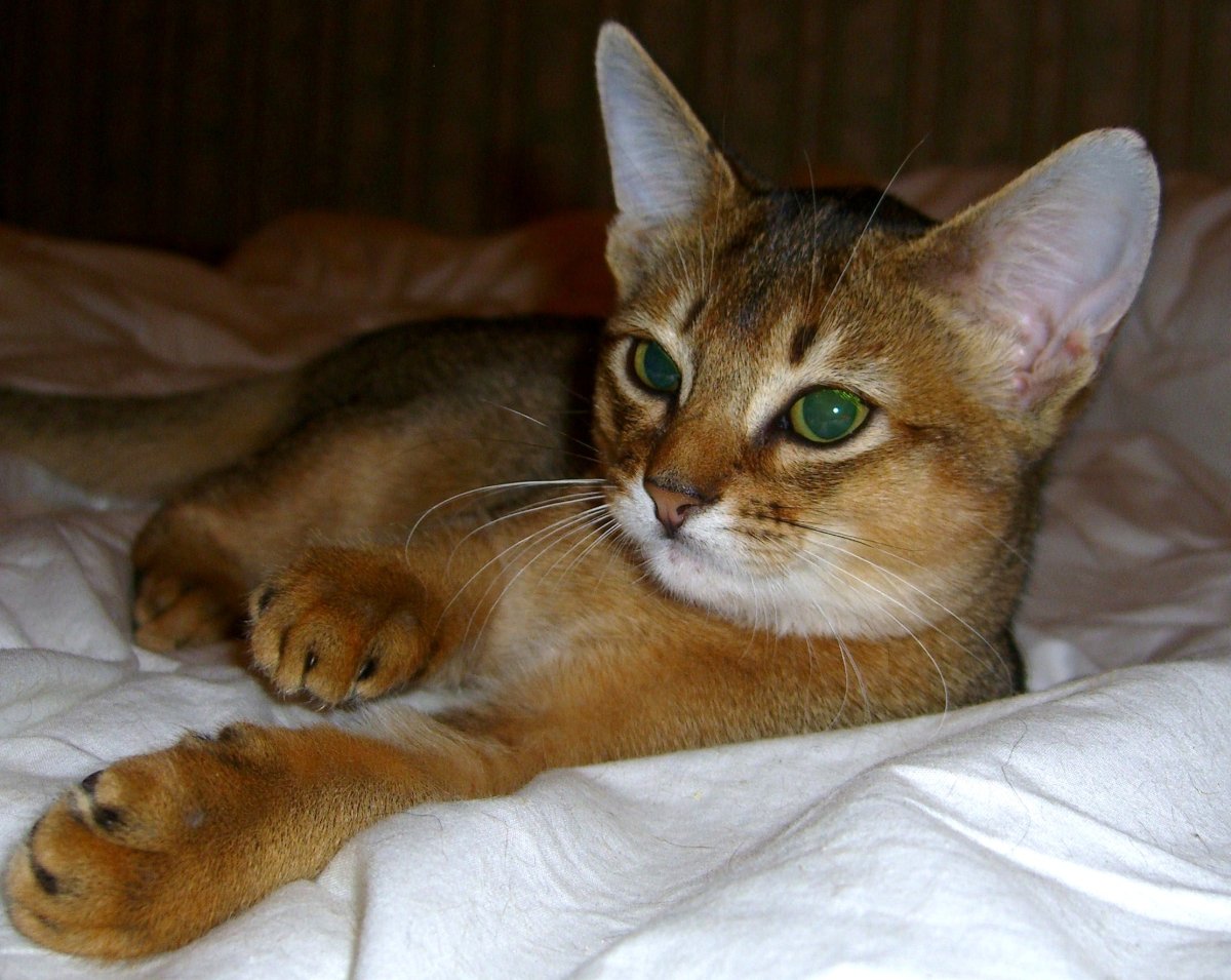 Абиссинский Ориентал