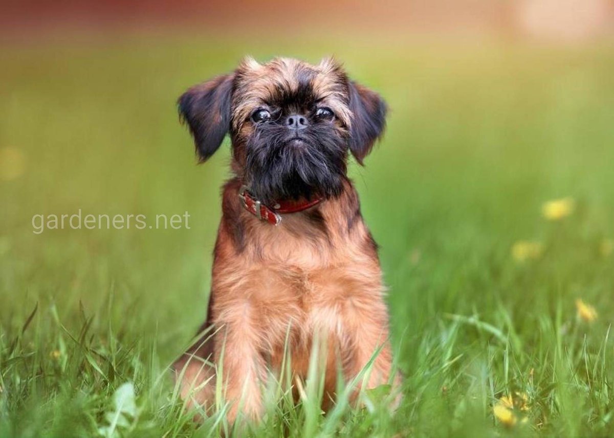 Солид черный Брюссельский гриффон