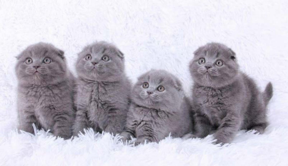 Британская голубая кошка