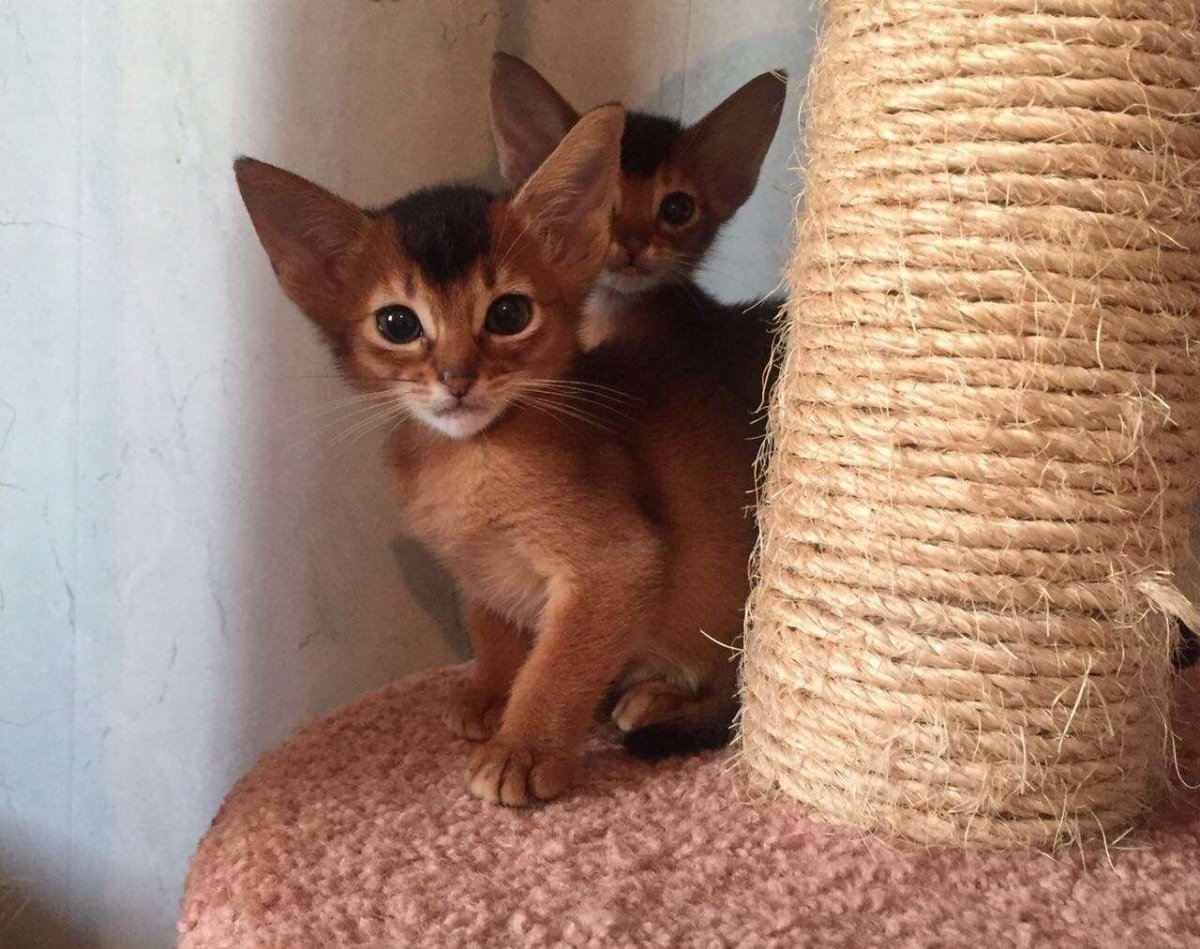 Абиссинец Сорель