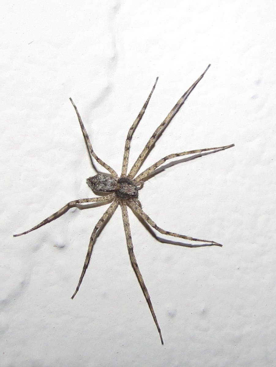 Цербал Аравийский паук