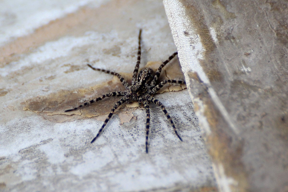 Паук симиларлу