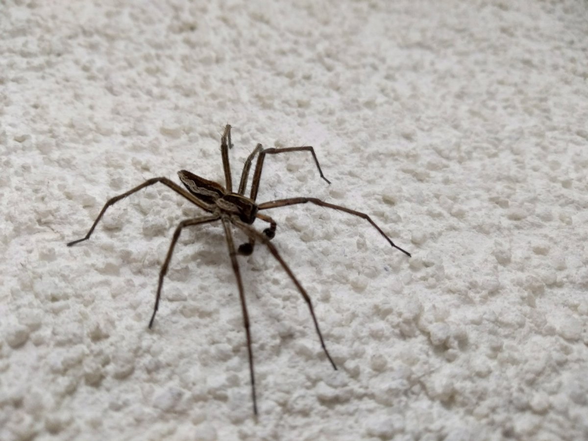 Жгутоногий паук Фрин