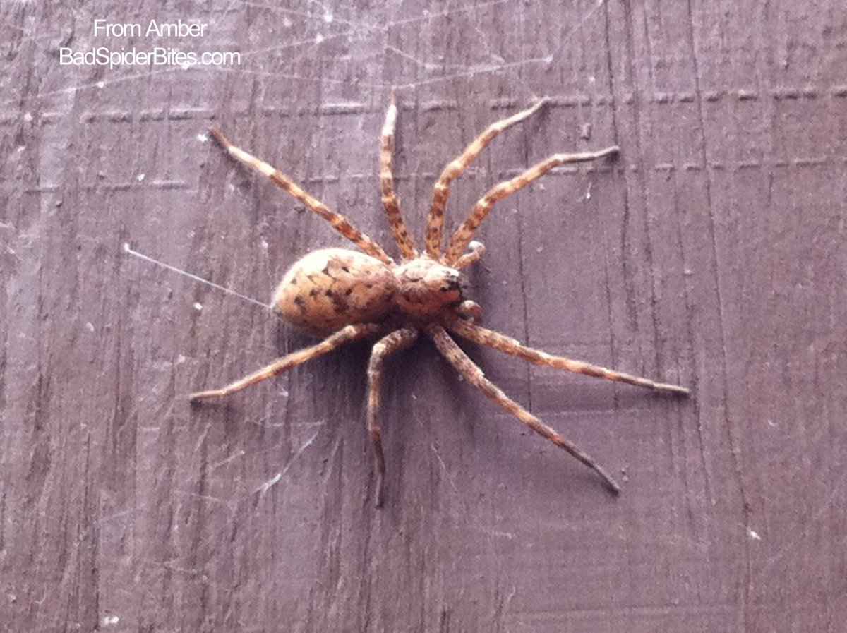 Шестиглазый песочный паук