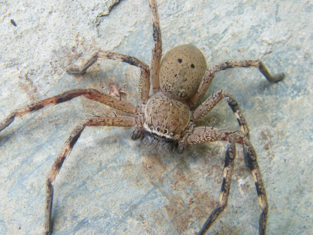 Паук тегенария домовая