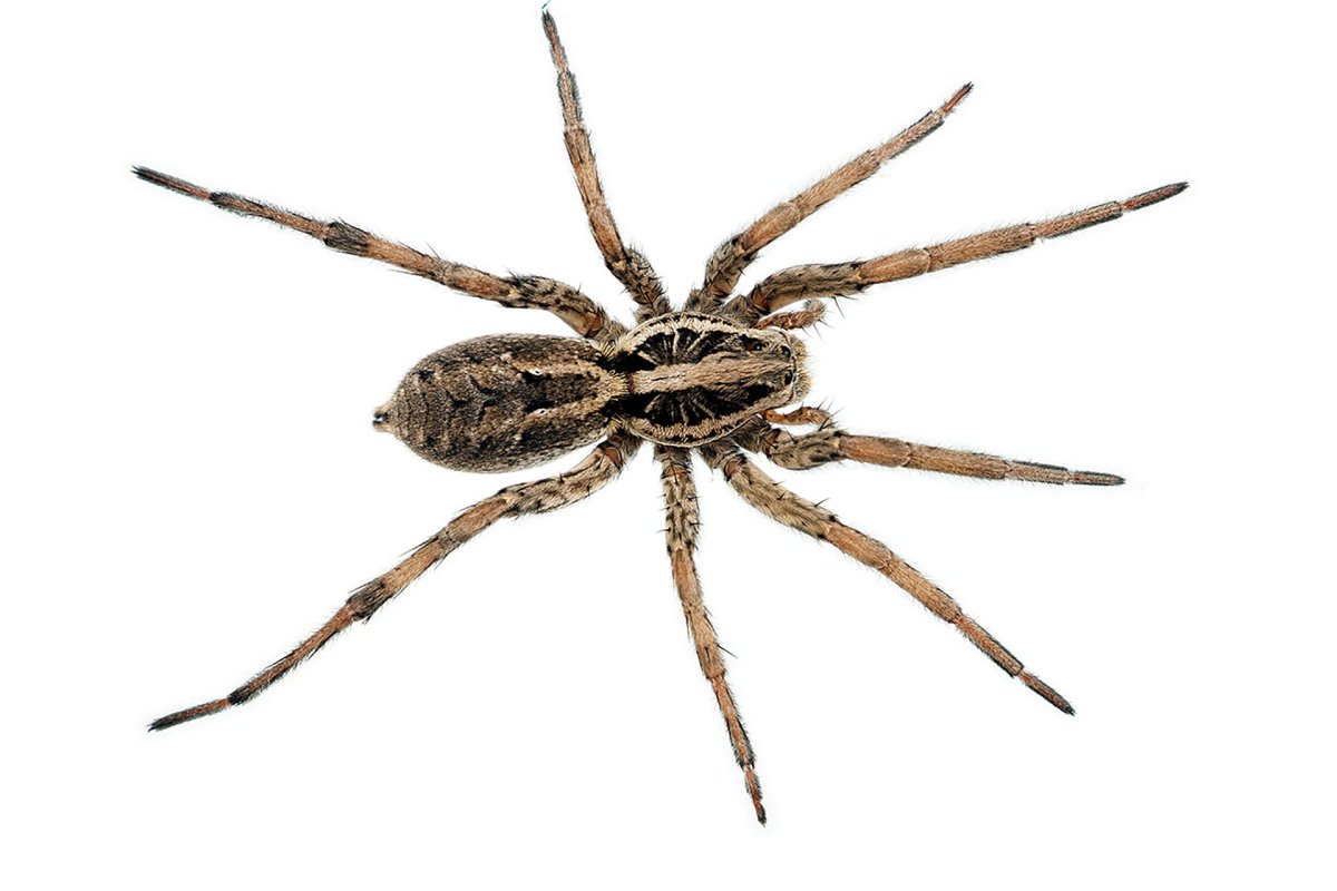 Домовый паук Tegenaria domestica