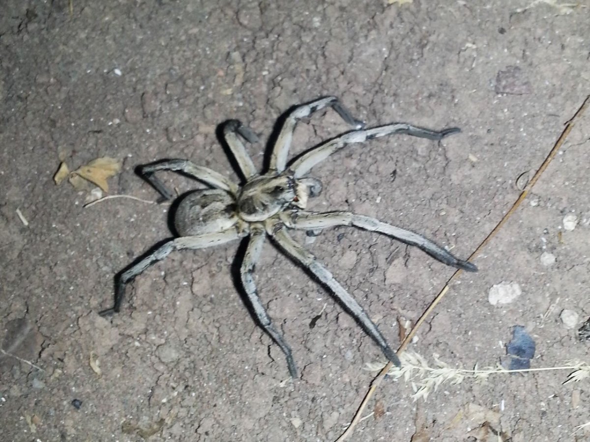 Паук это насекомое или животное