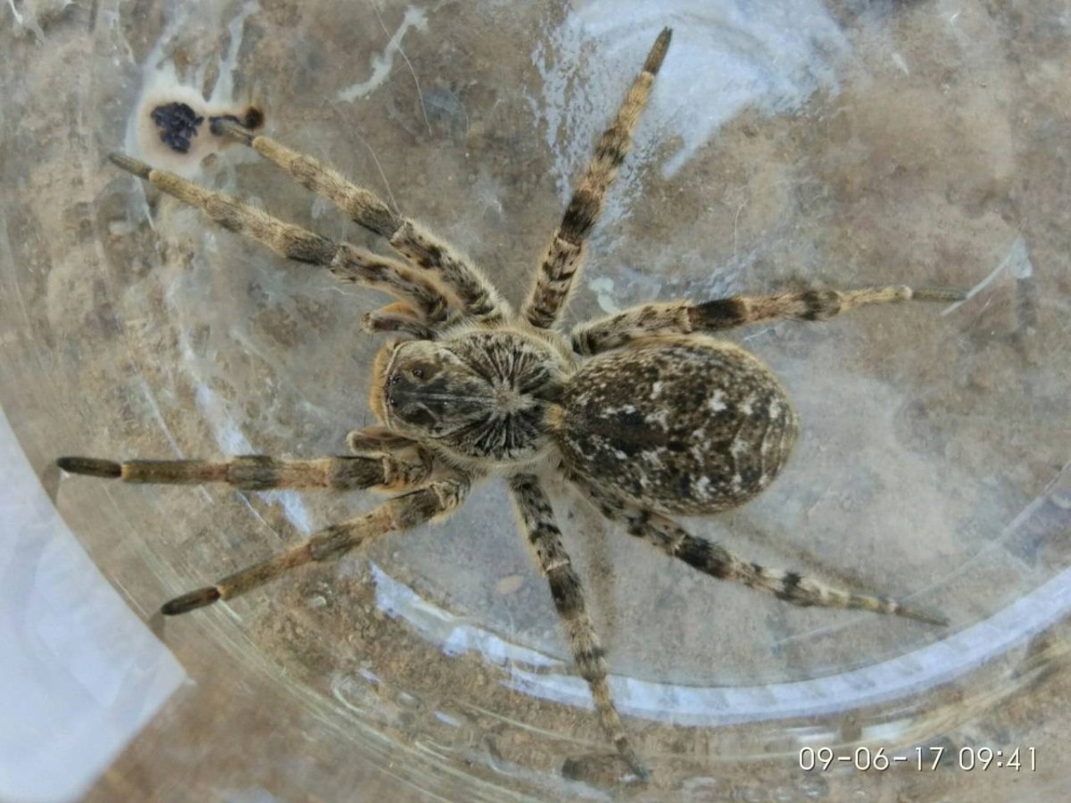 Паук охотник Хантсмен