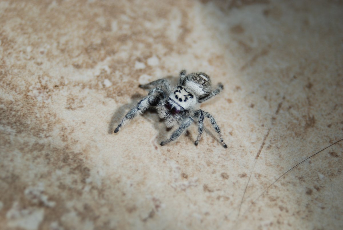 Паук-волк Тарантул Крымский