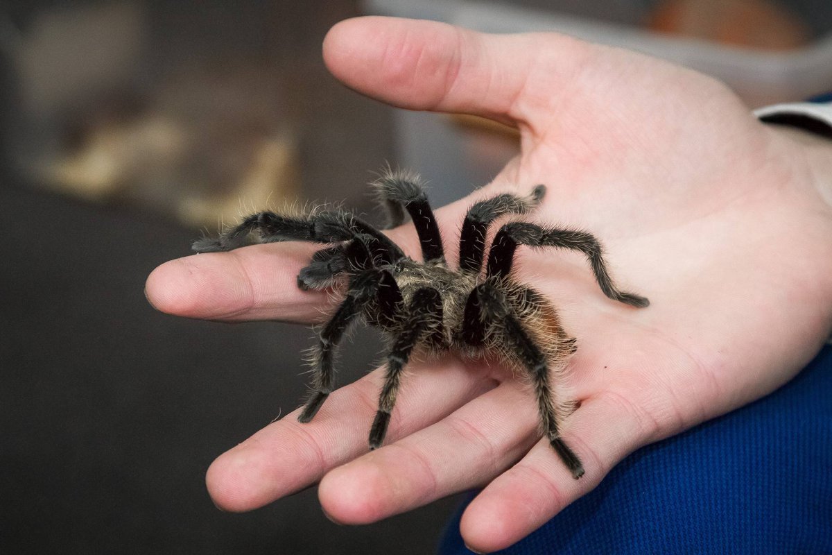 Серый прыгающий паук