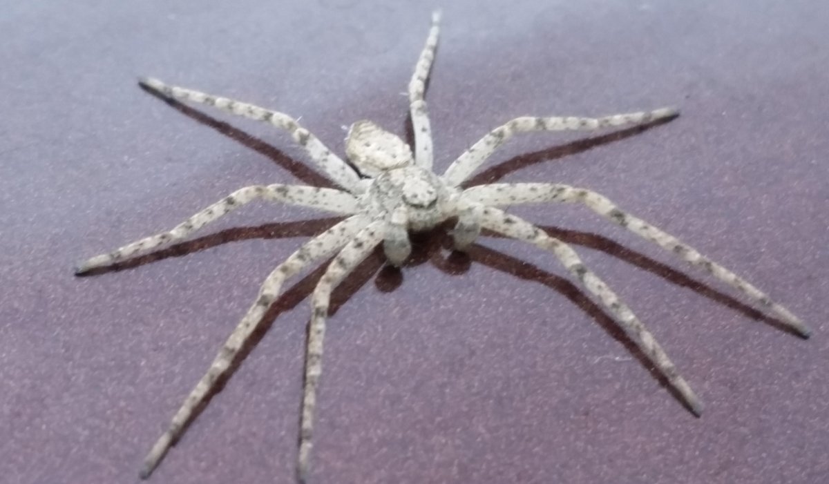 Паук животное в качалке