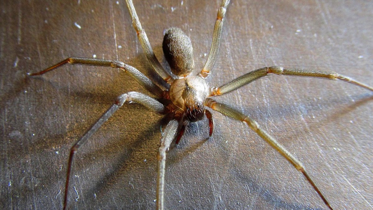 Бежевый паук с черными хелицерами