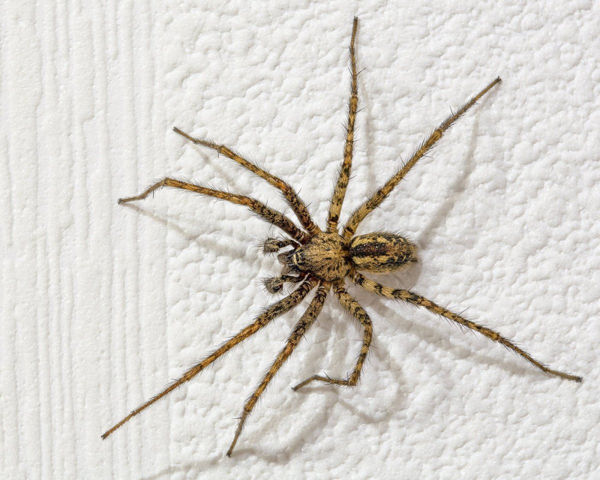 Tegenaria Agrestis паук