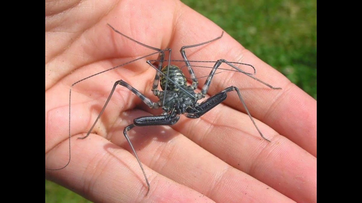 Каракурт альбинос паук