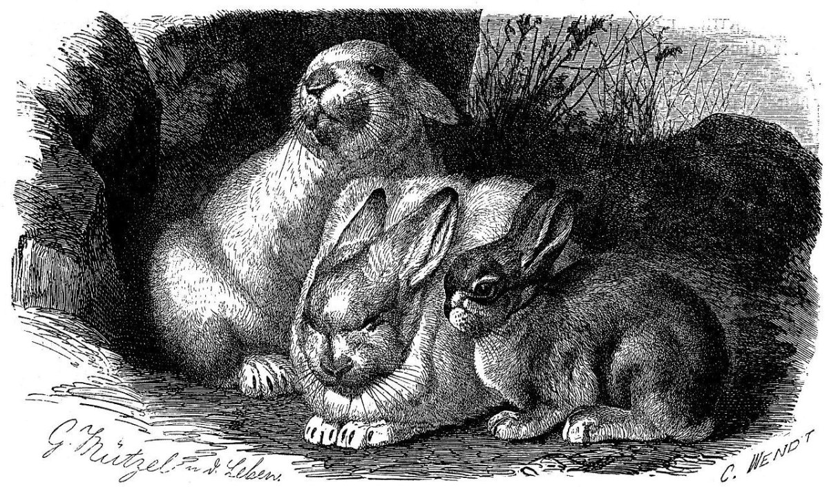 Художник Ryohei Hase кролик